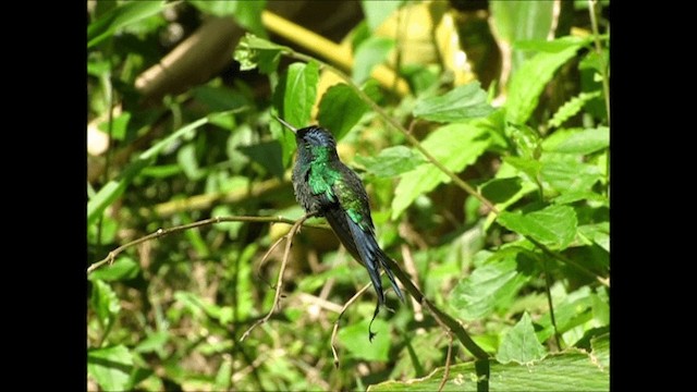 kolibřík fialovotemenný - ML201658871