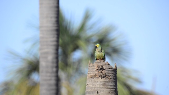 Red-bellied Macaw - ML201658931