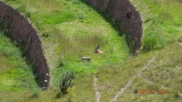 American Kestrel - ML201658961