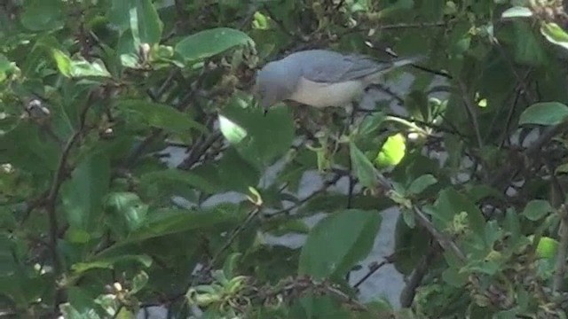 Lucy's Warbler - ML201658971