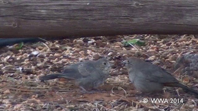 Canyon Towhee - ML201658991