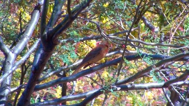 Summer Tanager - ML201659001