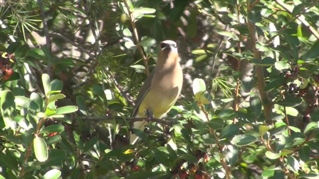 Cedar Waxwing - ML201659011
