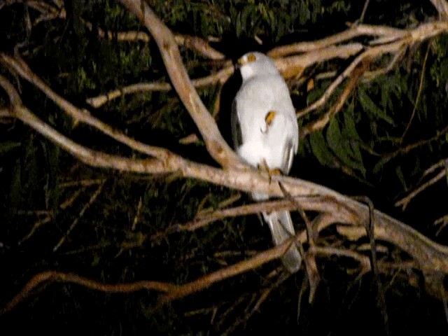 Gray Goshawk - ML201659021