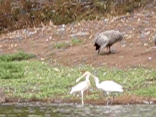 Yellow-billed Spoonbill - ML201659031