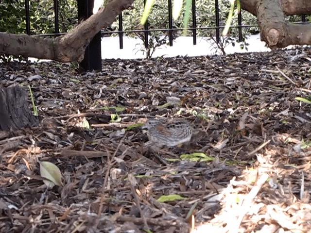 Painted Buttonquail - ML201659051