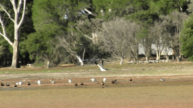 Magpie Goose - ML201659071