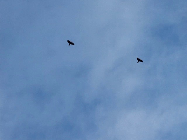 Glossy Black-Cockatoo - ML201659081