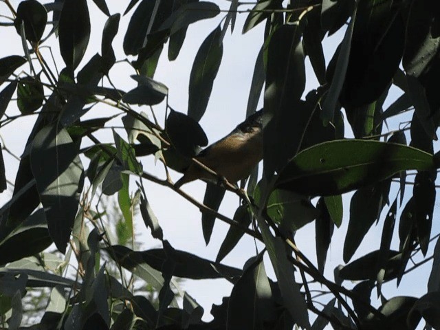 Pardalote Moteado - ML201659111