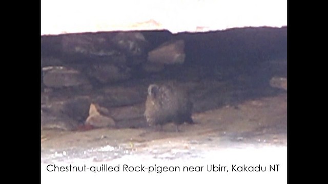Chestnut-quilled Rock-Pigeon - ML201659121