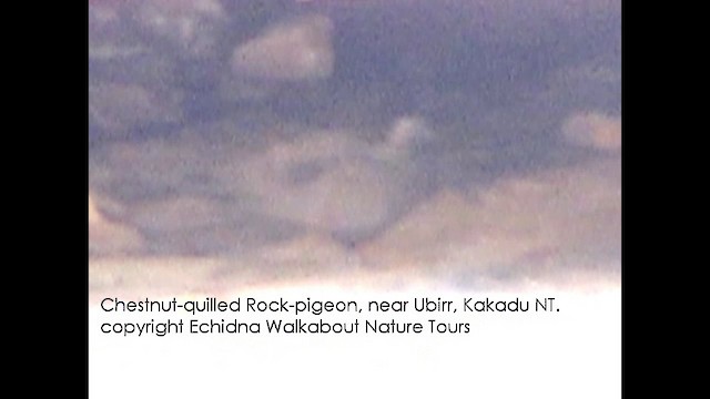Chestnut-quilled Rock-Pigeon - ML201659131