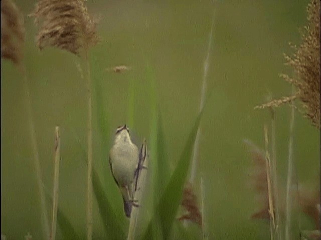 קנית פסים - ML201659241