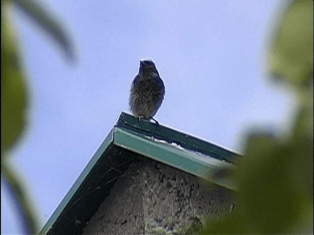 Black Redstart (Western) - ML201659381