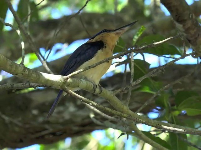 Rufous-lored Kingfisher - ML201659421