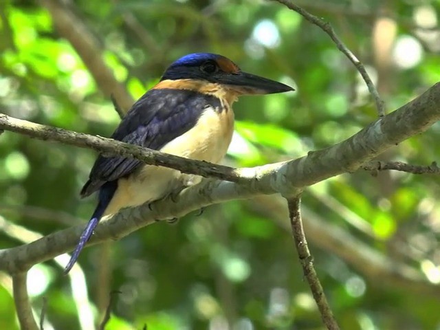 Rufous-lored Kingfisher - ML201659431