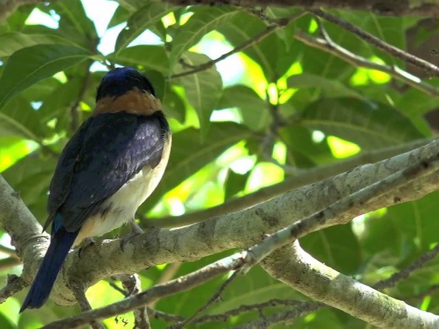 Rufous-lored Kingfisher - ML201659441