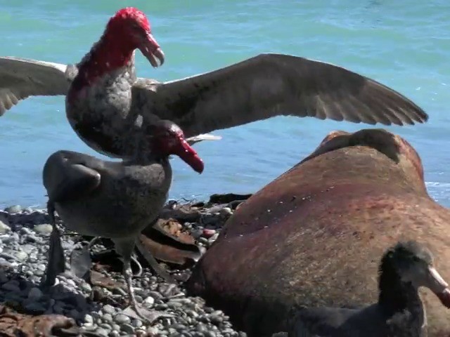 Southern Giant-Petrel - ML201659461