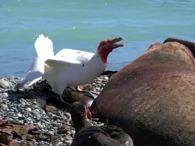 Southern Giant-Petrel - ML201659471