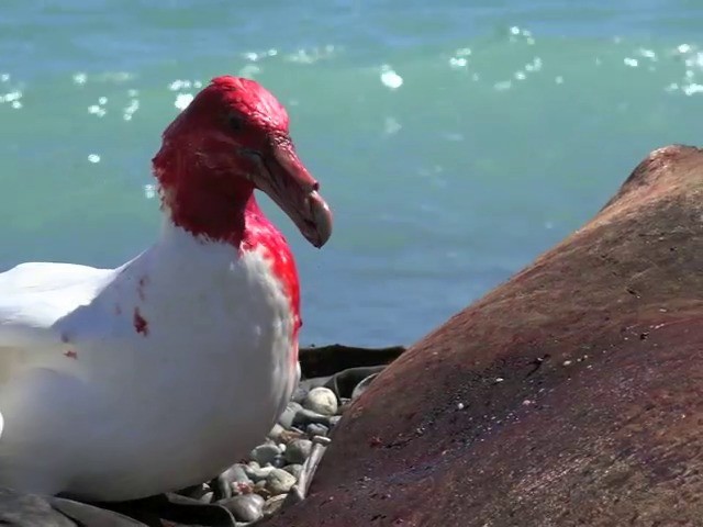 Southern Giant-Petrel - ML201659481