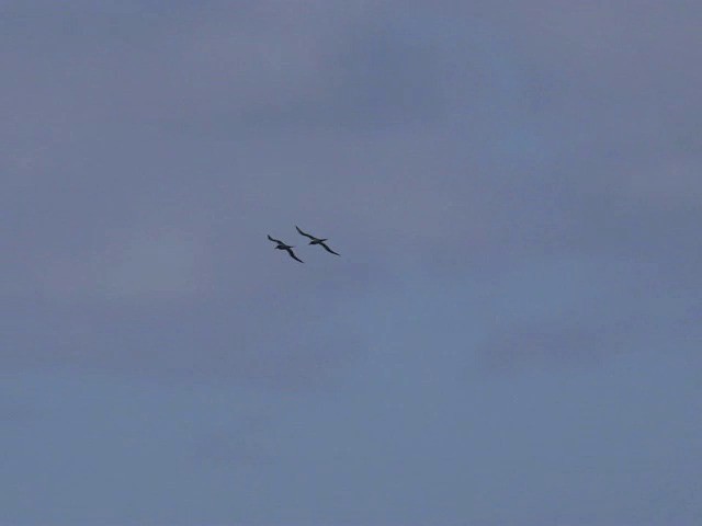 Light-mantled Albatross - ML201659491