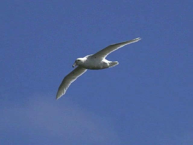 Southern Giant-Petrel - ML201659601