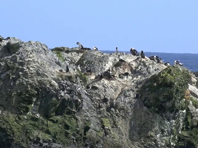 Cormorán de Macquarie - ML201659731