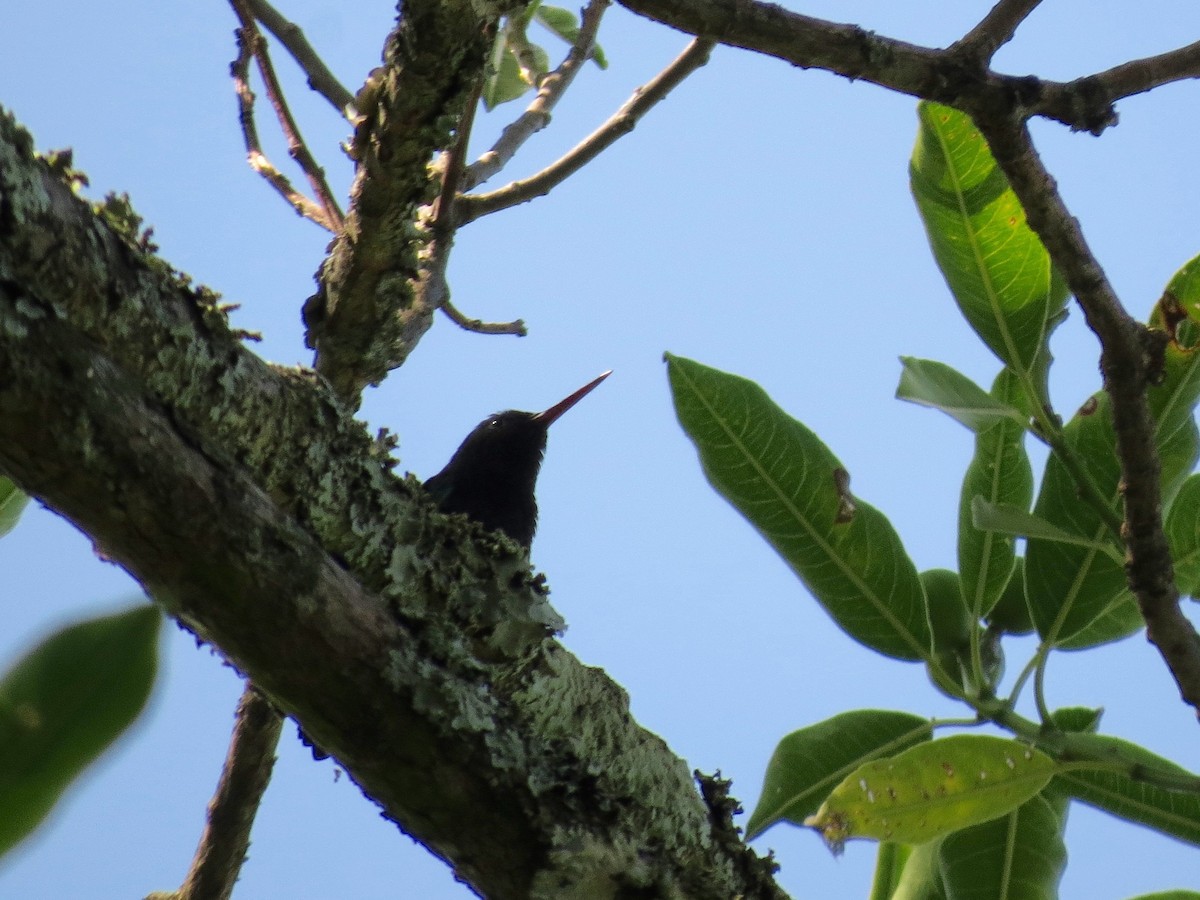 Blue-vented Hummingbird - ML20165981