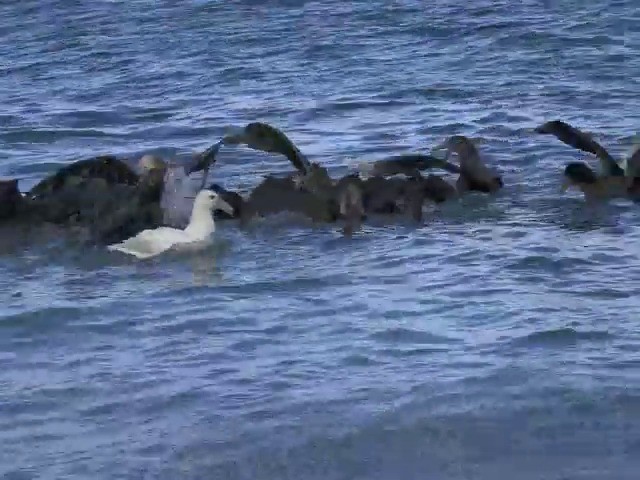 Southern Giant-Petrel - ML201659841