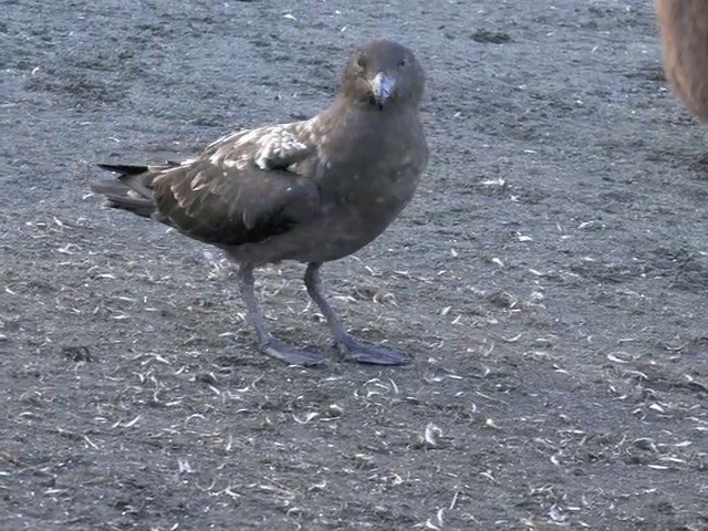 Brown Skua (Subantarctic) - ML201659871