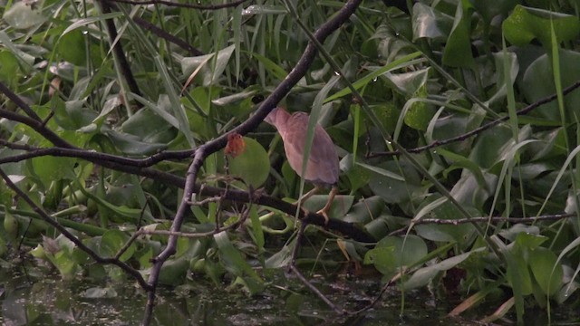 Yellow Bittern - ML201659891