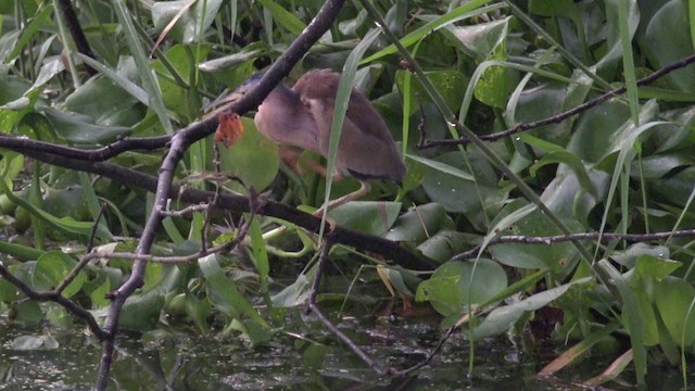 Yellow Bittern - ML201659901