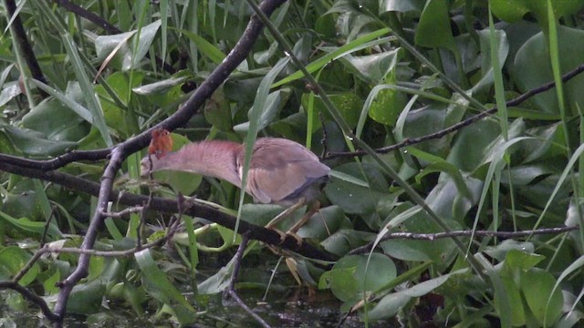 Yellow Bittern - ML201659911