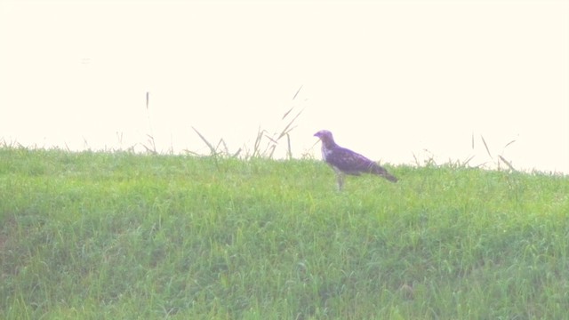 Changeable Hawk-Eagle (Changeable) - ML201659971