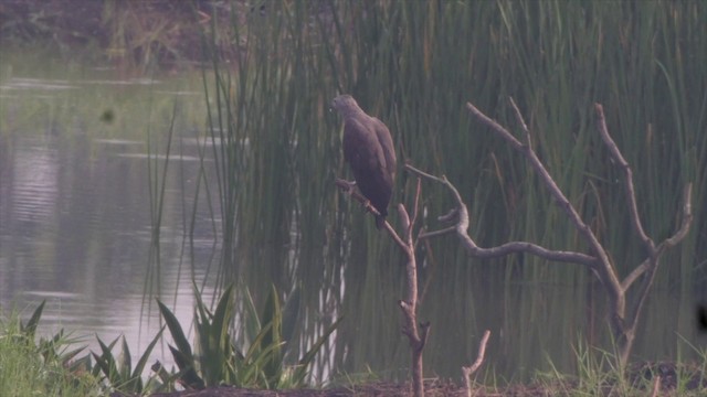 Gray-headed Fish-Eagle - ML201659981