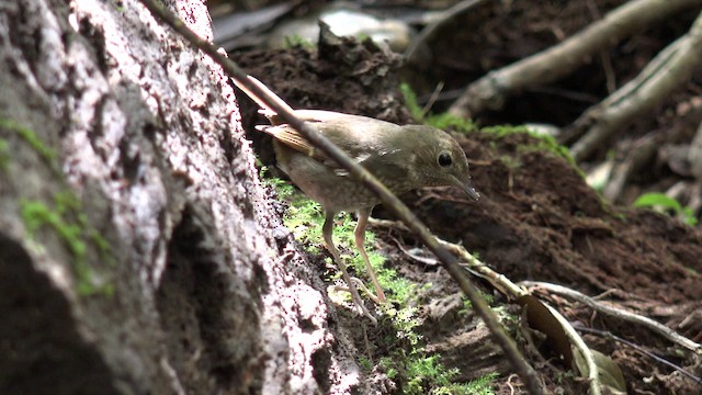 Rufous-tailed Robin - ML201660011