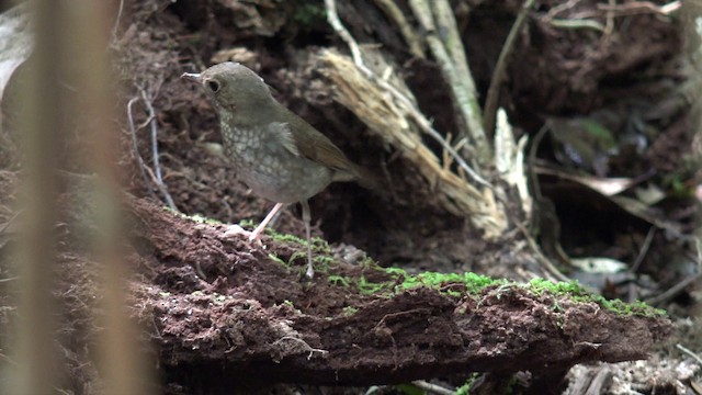 Rufous-tailed Robin - ML201660021