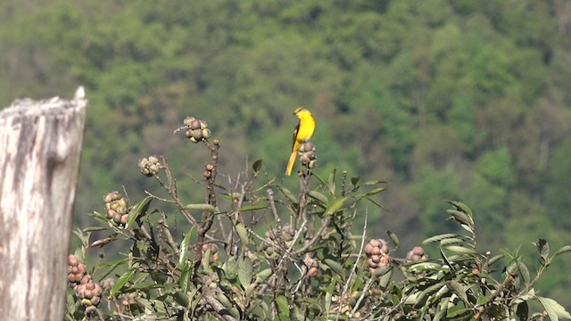 Minivet Escarlata (grupo escarlata) - ML201660061