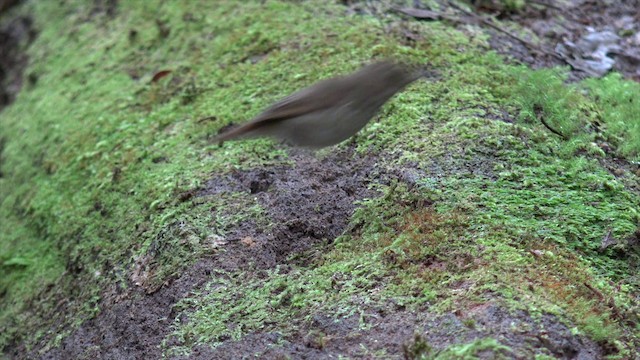 Rufous-tailed Robin - ML201660101