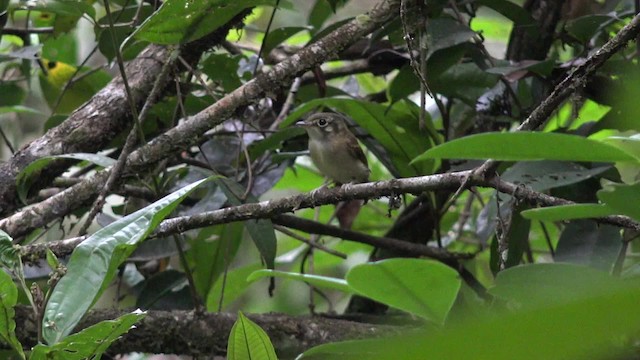 Picoplano Bigotudo (grupo mystaceus) - ML201660411