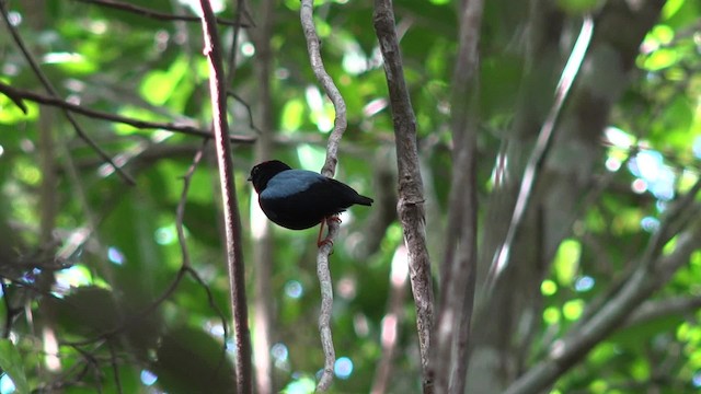 Blue-backed Manakin (pareola/atlantica) - ML201660461