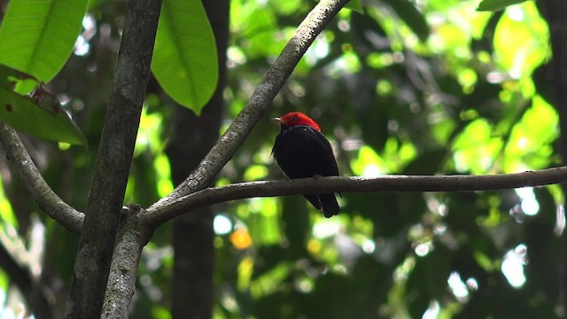 Kırmızı Başlı Manakin - ML201660481