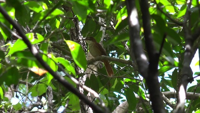 Pernambuco Foliage-gleaner - ML201660501