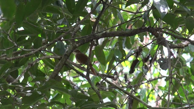 Pernambuco Foliage-gleaner - ML201660511