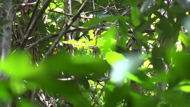 Golden-tailed Parrotlet - ML201660561