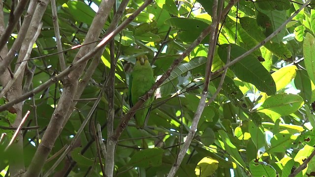 Golden-tailed Parrotlet - ML201660571