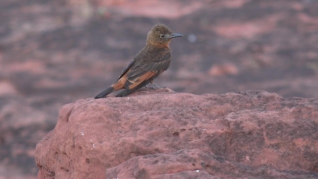 Cliff Flycatcher (Swallow) - ML201660601