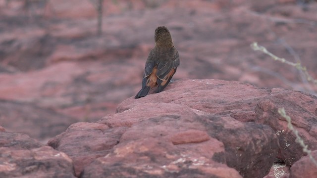 Cliff Flycatcher (Swallow) - ML201660611