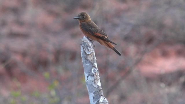 Cliff Flycatcher (Swallow) - ML201660621