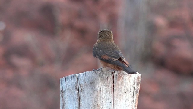 Cliff Flycatcher (Swallow) - ML201660631