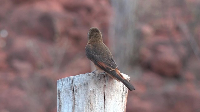 Cliff Flycatcher (Swallow) - ML201660641